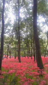 ２０１７/９/２４/曼珠沙華/第２回日高栗フェスティバル 画像1