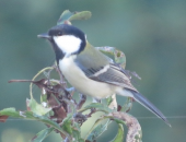 蚊アゲイン と シジュウカラ 画像1