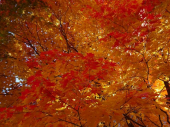 紅葉クライマックス 画像1