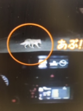 『　危うく子猫を～　』 画像3