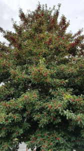 感謝する心♡有難う 画像2