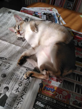 今日はサクサク動けたのに 画像1