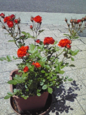 ミニバラちゃんが・・・ 画像1