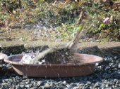 水浴び と a tes souhaits! 画像1