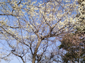 梅 画像2