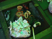 朝からテニスとBBQ 画像1