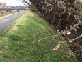 桜パトロールラン♪