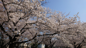 近所の桜 画像1