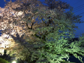 夜桜ラン♪