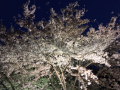 夜桜ラン♪