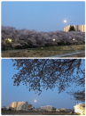 夜桜ラン♪