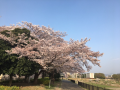 桜パトロールラン♪