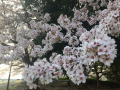 桜パトロールラン♪