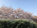 桜パトロールラン♪