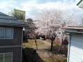 桜満開、しかし天気が悪い・・・・