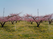 長野で花見 画像2