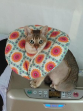 レオのカラー 画像1