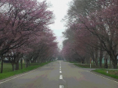 桜のトンネルウォーク 画像1
