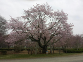 桜のトンネルウォーク 画像2