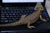 怪獣の里親を募集しています。 画像2