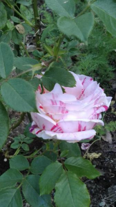 ２０１８/５/１２/フラメンコ 画像3