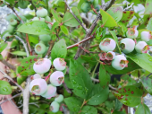 晴天なのに と 花壇 画像3