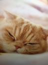 『　寝過ぎ～(-＿-)~zzZZ　』