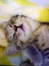 『　寝過ぎ～(-＿-)~zzZZ　』