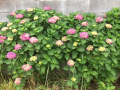 紫陽花ラン♪