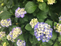 紫陽花ラン♪