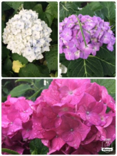 紫陽花ラン♪ 画像3