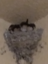 ツバメ達 画像1