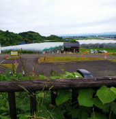 さくらんぼの里を歩く 画像1