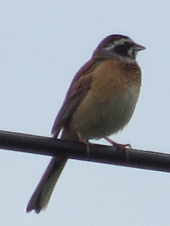 ホオジロ と 雑木林 画像1