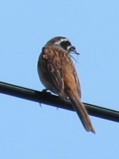 ホオジロ と 雑木林 画像2