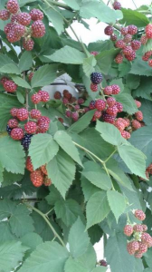 ２０１８/６/２７ 画像1