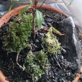 ☆機内食のお寿司☆ 画像2