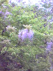 大阪峠 画像3