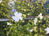 処暑♪ 画像3