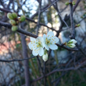 ☆梅の花？☆ 画像1