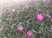 朝ラン♪ 画像2