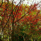 金剛山の紅葉 画像2