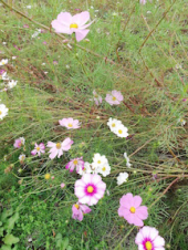 美学☆なぜ老いる? 画像2