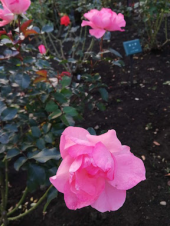 亭主元気で留守が~ 画像1