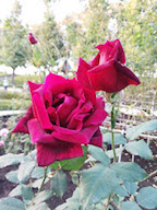 亭主元気で留守が~ 画像2