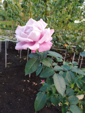 亭主元気で留守が~ 画像3