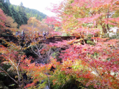 紅葉 画像2