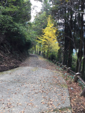 石段14回目 紅葉が綺麗だな 画像2