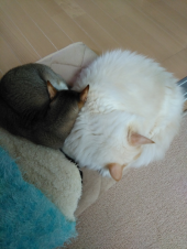 マシになってきた 画像2