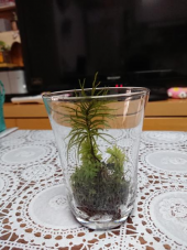 苔に癒されて❣ 画像1